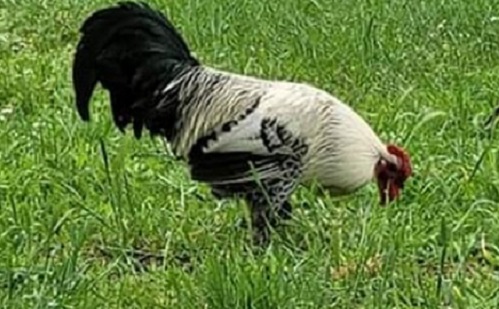 Békéscsaba a sztárkakasát gyászolja